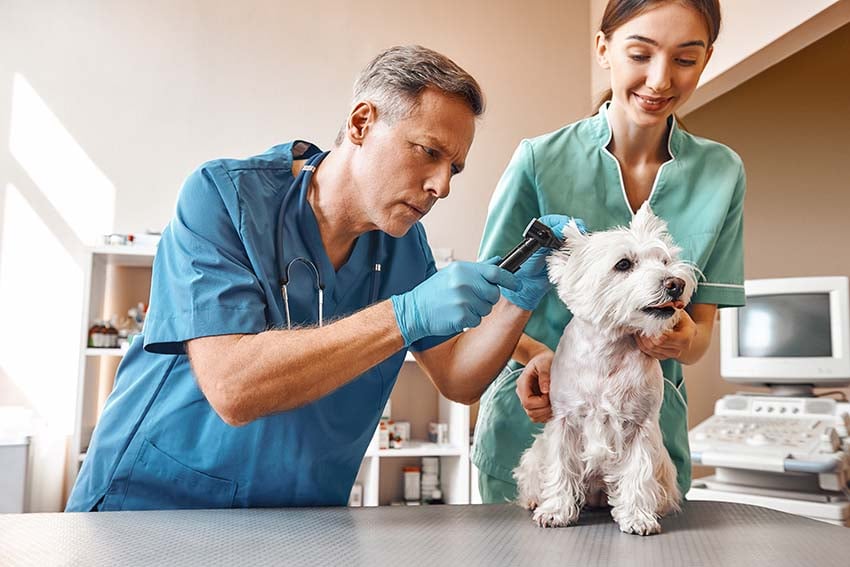 Veterinario y Ayudante de Evaluación de Perros