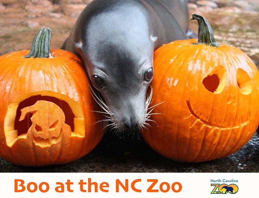 Boo Zoo